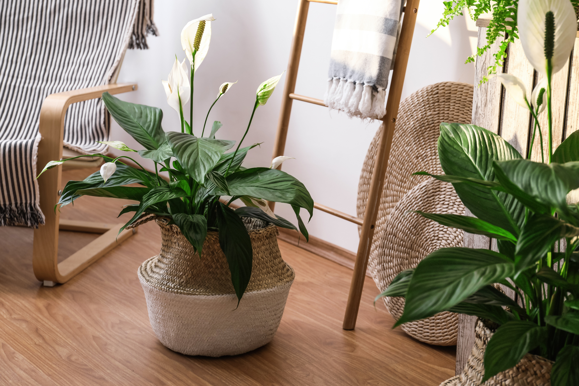 Indoor Plants